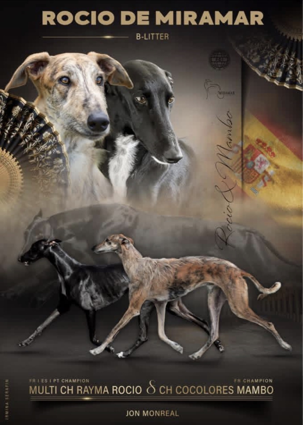 Chiot Galgo Español (levrier espagnol) Del Rocio De Miramar