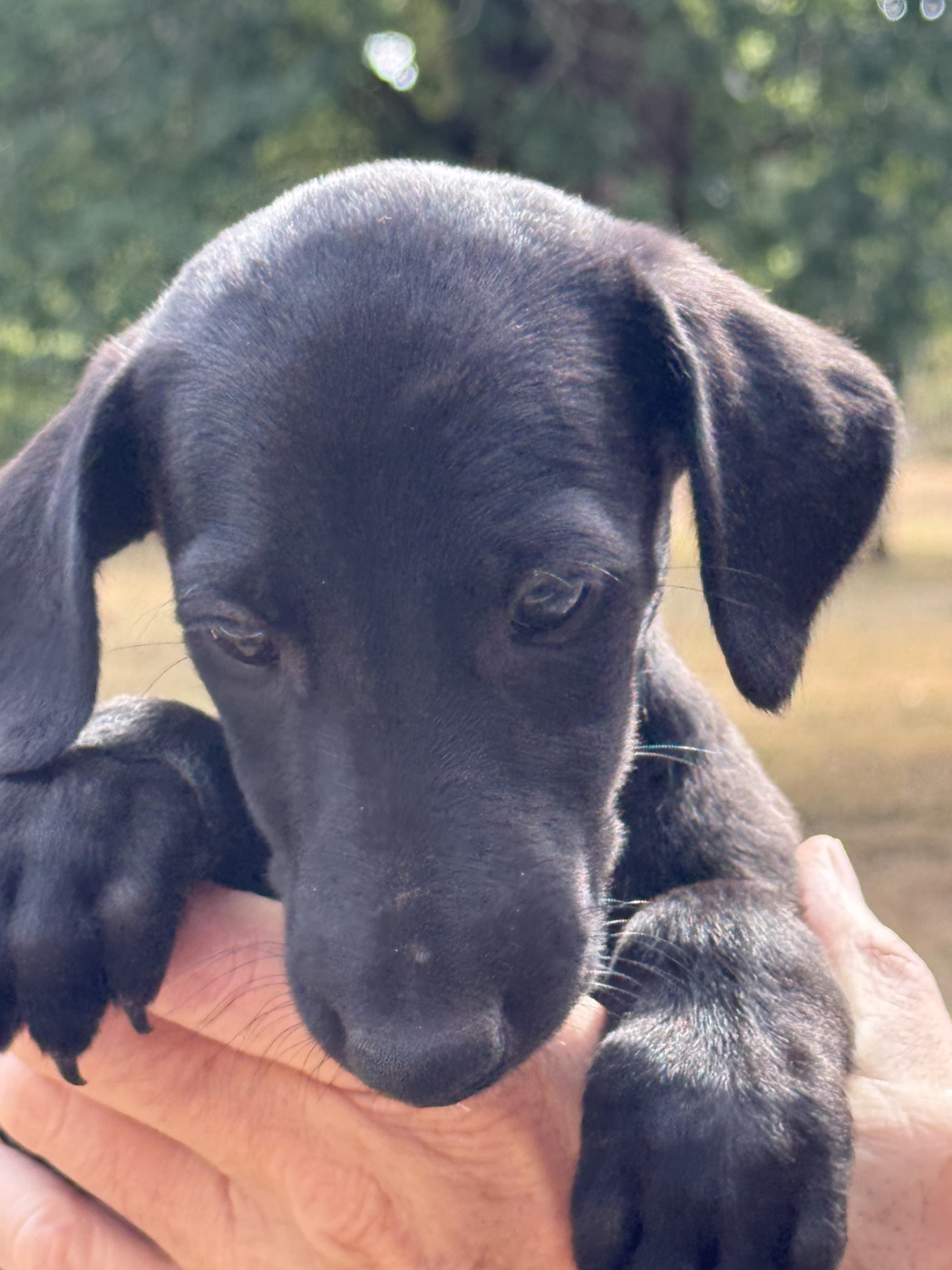 Del Rocio De Miramar - Chiots disponibles - Galgo Español (levrier espagnol)
