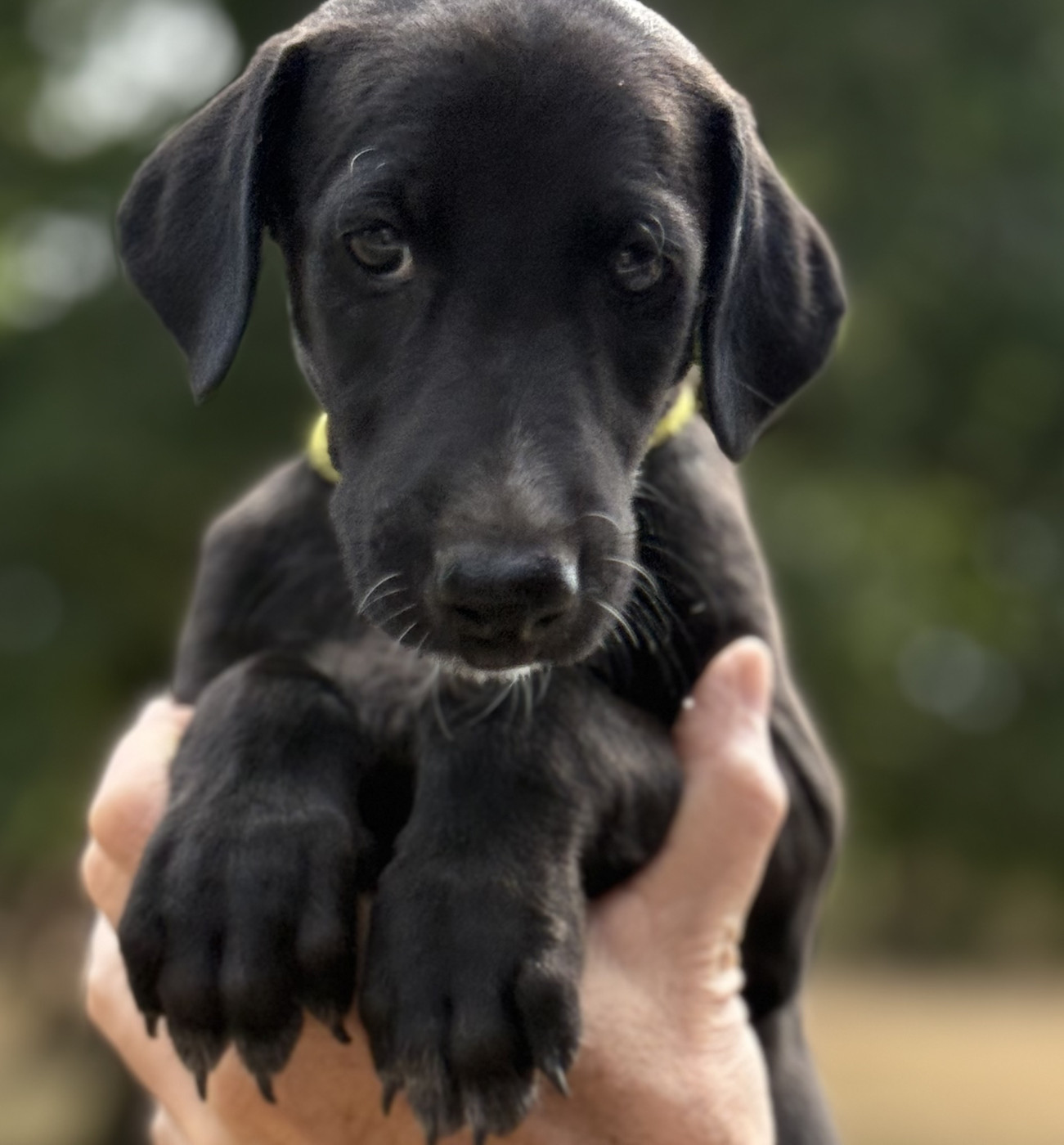 Del Rocio De Miramar - Chiots disponibles - Galgo Español (levrier espagnol)